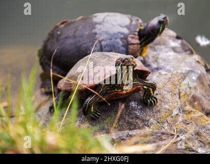 2 petites tortues se prélassant au soleil dans le jardin Kiyosumi Teien. Jardin japonais avec étang artificiel à Tokyo (ville de Fukagawa) fondé par Iwasaki Yataro Banque D'Images