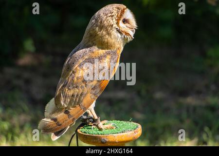 Barn Owl, tyto alba, se dresse sur un stand dans le jardin Banque D'Images