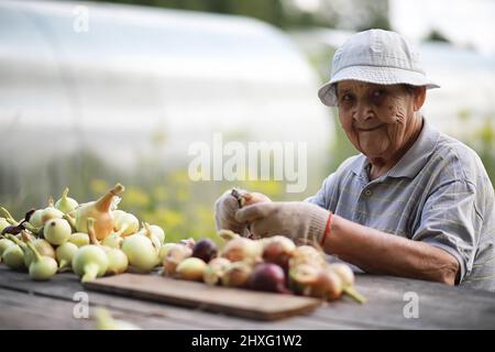 Une femme âgée récolte dans son chalet d'été. Transforme les légumes dans le jardin. Banque D'Images