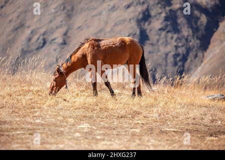 Cheval portait d'un foal dehors sur un champ en été Banque D'Images