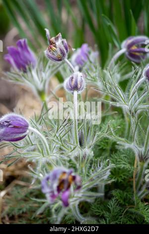 Fleurs de printemps violet Anémone pátens Banque D'Images