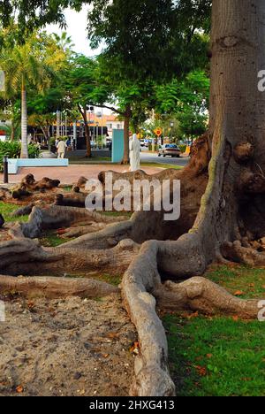 Les racines d'un Banyan Tree tropical dans le quartier Calle Ocho de Miami Banque D'Images