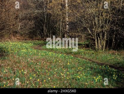 Royaume-Uni, Angleterre, Devon, Dunsford. Près du pont Steps sur la rivière Teign. Tapis de jonquilles sauvages les banques en mars. Banque D'Images