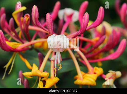 Lonicera etrusca superba ou Rouge Lonicera japonica connu sous le nom de fleurs de Honeysuckle japonais rose avec le feuillage en arrière-plan. Banque D'Images