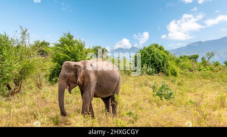 Un éléphant indien dans le parc national d'Udawalawe, Sri Lanka. Banque D'Images