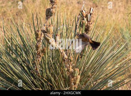 Gros plan d'un phoebe de Say en vol, survolant une plante de Yucca avec un insecte capturé dans son bec. Banque D'Images