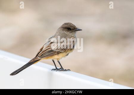 Portrait en gros plan d'un phoebe de Say perché sur une clôture blanche avec un fond neutre et doux. Banque D'Images