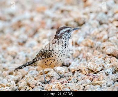 Gros plan d'un Cactus Wren sur un sol rocailleux en gravier de quartz. Banque D'Images