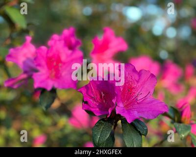 Une azalée de couleur rose foncé est vue au début du printemps dans le sud de la Géorgie, aux États-Unis. Banque D'Images