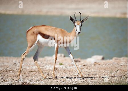 Beau Springbok, ( Antidorcas marsupialis), est un antilope africain de taille moyenne qui vit dans le sud et le sud-ouest de l'Afrique Banque D'Images