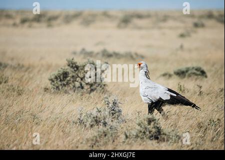 Oiseau Secrétaire, sagittaire serpentarius, un grand oiseau de proie africaine marche dans la savane namibienne. Banque D'Images