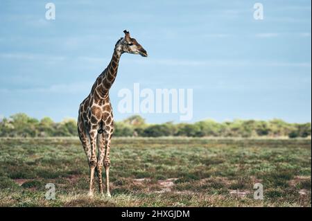 Girafe solitaire (Giraffa camelopardalis) dans la savane d'un parc en Namibie. Banque D'Images