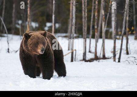 Gros ours brun photographié à la fin de l'hiver tout en marchant dans la neige dans la taïga finlandaise Banque D'Images