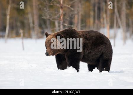 Gros ours brun photographié à la fin de l'hiver tout en marchant dans la neige dans la taïga finlandaise Banque D'Images