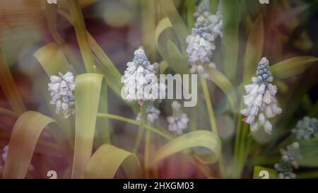 Fleur de Muscari. Muscari armeniacum. Jacinthes de raisin. Fleur bleue sur fond orange Banque D'Images