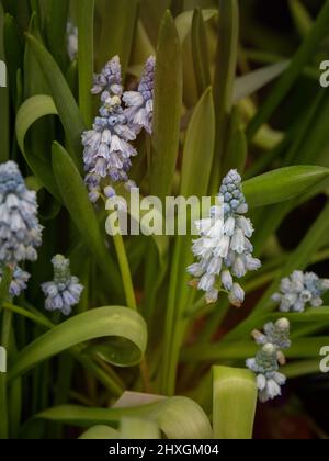 Fleur de Muscari. Muscari armeniacum. Jacinthes de raisin. Fleur bleue sur fond orange Banque D'Images