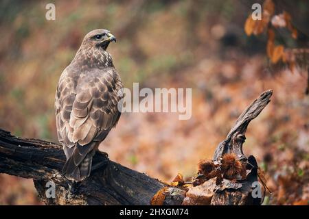 Buteo buteo (Buteo buteo) est un oiseau de proie vivant en Europe, photographié en automne perché sur une branche. Banque D'Images