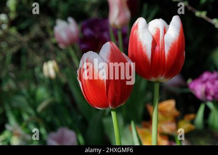 Tulipes rouges et blanches. Magnifique bouquet de tulipes gros plan. Tulipes colorées au printemps. Banque D'Images