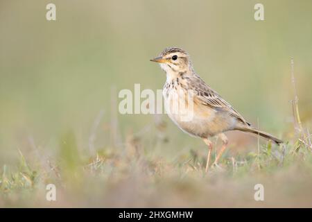 Le pipit africain (Anthus cinnamomeus) se fourragent dans un pré à la lumière du soir. Banque D'Images