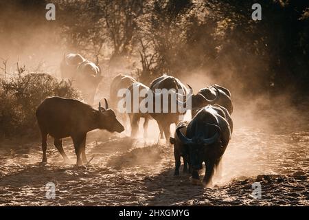 Groupe d'Afrique (Syncerus caffer), photographié en rétro-éclairage en Namibie Banque D'Images