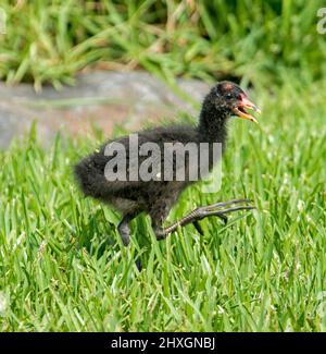 Petite poussin noir dushky Moorhen, Gallinula tenebrosa, avec des pieds énormes, marchant dans l'herbe verte du parc urbain en Australie Banque D'Images