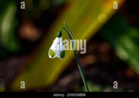 Morceaux de Galanthus de huit,Snowdrop hybride de croissant,marquages verts,croissant,Snowdrop,gouttes de neige,ressort,fleur,fleurs,marquage vert,marquages,ma Banque D'Images