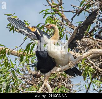 Darter à col serpent, Anhinga novaehollandiae avec une grande poussette moelleuse avec des ailes étirées pour la nourriture, dans un arbre dans le parc de la ville australienne Banque D'Images