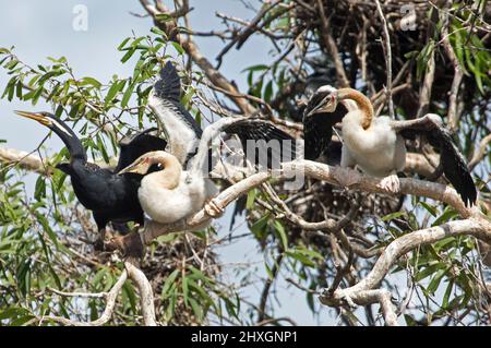 Darter à col serpent, Anhinga novaehollandiae avec deux grands poussins moelleux avec des ailes étirées pour la nourriture, dans un arbre dans le parc de la ville australienne Banque D'Images