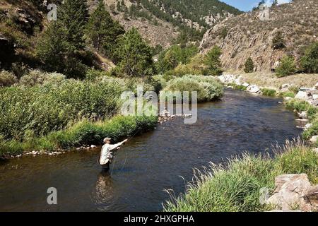 Pêche à la mouche dans un ruisseau à l'extérieur du parc national des montagnes Rocheuses, Colorado Banque D'Images