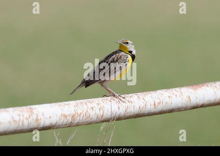 Ouest Meadowlark, Sturnella neglecta, perchée sur la clôture Banque D'Images