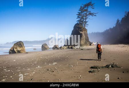 Un homme portant un sac à dos qui fait de la randonnée sur la côte olympique de l'État de Washington, près du delta de Mosquito Creek, Washington, États-Unis. Banque D'Images