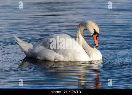 Gros plan sur un Cygne muet dans sa posture classique typique en lumière douce dans un lac bleu. Banque D'Images