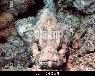 Un Devil Scorpionfish (Scorpaenopsis diabolus) dans la Mer Rouge Banque D'Images