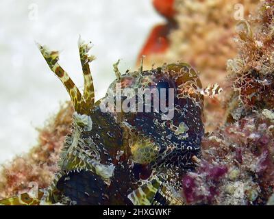 Un Lionfish nain (Dendrochirus Brachypterus) dans la mer Rouge, Égypte Banque D'Images
