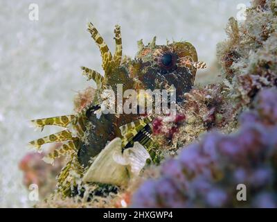 Un Lionfish nain (Dendrochirus Brachypterus) dans la mer Rouge, Égypte Banque D'Images