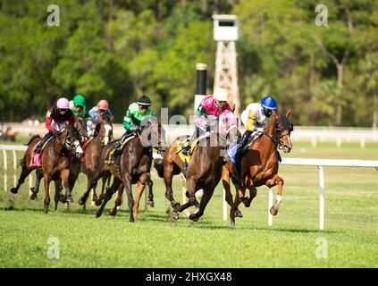 Oldsmar, Floride, États-Unis. 12th mars 2022. Le 12 mars 2022 : Bleecker Street #5, criblée par Hector Diaz Jr., remporte les piquets Hillsborough (Grade 2) sur le gazon lors de la journée du Derby de Tampa Bay à Tampa Bay Downs à Oldster, F.L. le 12 mars 2022. Carson Dennis/Eclipse Sportswire/CSM/Alamy Live News Banque D'Images