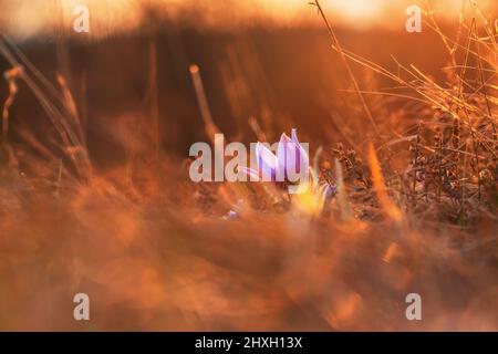 Fleurs de printemps Pulsatilla Grandis sur un pré. Fleurs violettes sur un pré avec un beau bokeh et le coucher du soleil en contre-jour. Banque D'Images