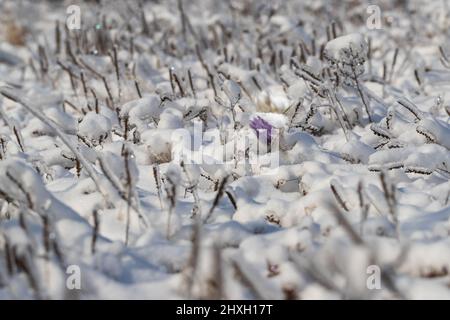 Winter Grasshopper - Pulsatilla grandis belle fleur pourpre dans la neige et la glace dans le pré. Banque D'Images