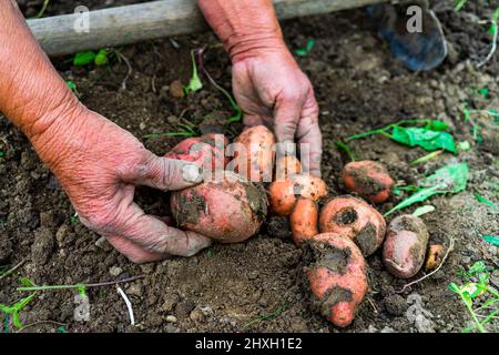 Grand-mère cueillant des pommes de terre du jardin Banque D'Images