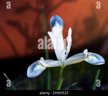 Iris reticulata « planète gelée » Banque D'Images