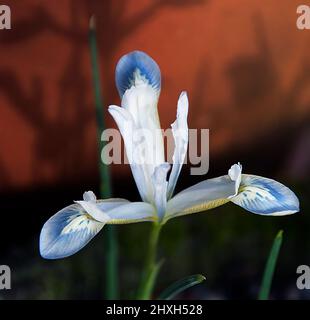 Iris reticulata 'Frozen Planet' Iris reticulata Frozen Planet est une variété unique, appréciée pour ses pétales blancs qui sont chacun bout de pinceaux de pas Banque D'Images