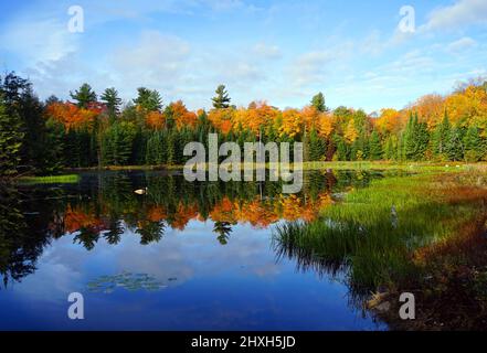 Le ciel bleu et les couleurs d'automne se reflètent dans un petit lac du parc de la Gatineau, au nord de Chelsea, au Québec Banque D'Images