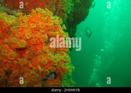 Un mur d'anémone de mer (actinia) avec une Castañeta et un plongeur de plongée bulles derrière à Chañaral de Aceituna, Chili Banque D'Images