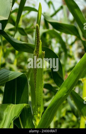 Le maïs est une grande herbe de céréales annuelle Zea mays initialement domestiquée au Mexique et largement cultivée pour ses grandes oreilles allongées d'amidon Banque D'Images