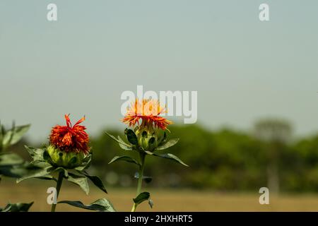 Il s'agit d'une usine de Rouge ou de Safflower Oil. Cette espèce est une plante annuelle ou biennale de la famille des Asteraceae et l'arbre a tellement de noms communs i Banque D'Images