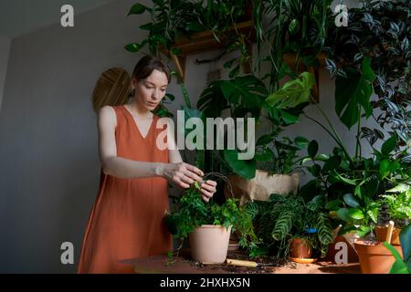 Une jardinière féminine portant une robe orange à la maison transplantant des plantes dans de nouveaux pots. Jardinage, plantation de fleurs et métier de fleuriste concept. Banque D'Images