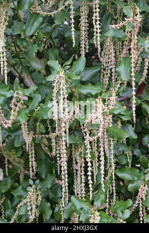 Buisson en soie à pampilles, Garrya elliptica Banque D'Images