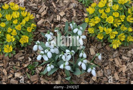 gouttes de neige et aconites Banque D'Images