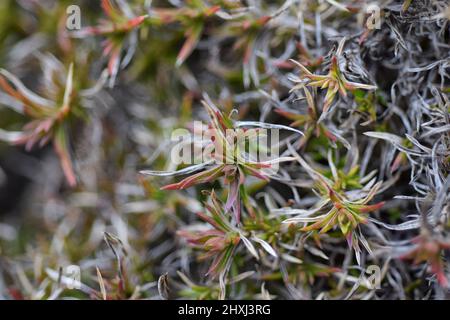 feuillage de phlox rampant, suffolk, angleterre Banque D'Images