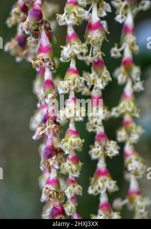 brousse en soie de toit james, suffolk, angleterre Banque D'Images